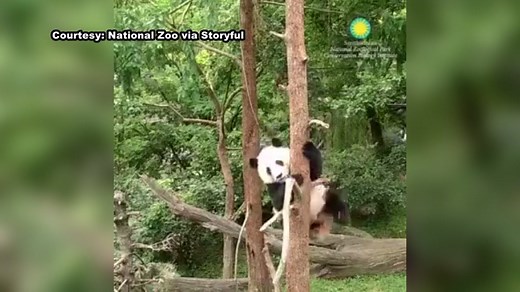 Video shows panda cub keeps falling out of trees