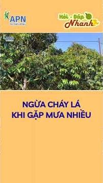 APN - ngừa cháy lá sầu riêng