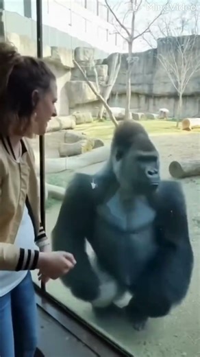 She Thought Taunting The Gorilla Was Funny. Until THIS Happened! 🤮 #instantkarma #cctv #viralprank