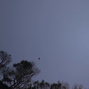 El quetzal no solo habita en Centroamérica, también vive en las leyendas mayas. La cola del quetzal, larga y vibrante, que parece flotar como si deslizara en el aire, inspiró a Quetzalcóatl, la serpiente emplumada: una criatura celestial que une el cielo con la tierra 🪶🐍✨ | Fundación Biodiversidad