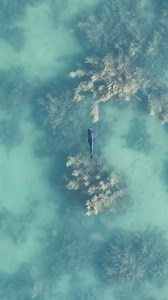 You can’t swim with us. Poor little fish. The fish (like these Sweetlips) are getting together and spawning! Except for this little outsider. Not sure what he or she did wrong to be left out ☹️! They could be sick, or maybe they didn’t want kids anyways. | Ocean Earth Studios