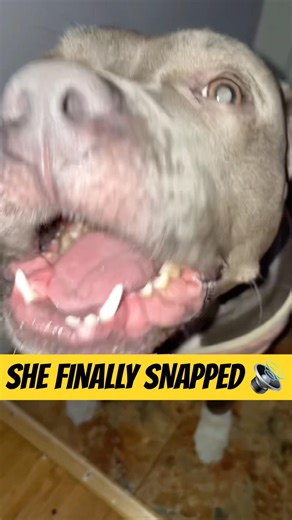 My Blue Nose Pitbull CANNOT Hold It In Anymore! 💀🔊 #shorts