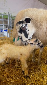 Little lamb's first bath 🥰 Did you know? When a lamb is born, the ewe's natural instinct is to start to lick the baby lamb. This not only strengthens the bond between mum and baby, but also dries and cleans the newborn, keeping it warm and comfortable in its first moments of life 🐑 | Rand Farm Park