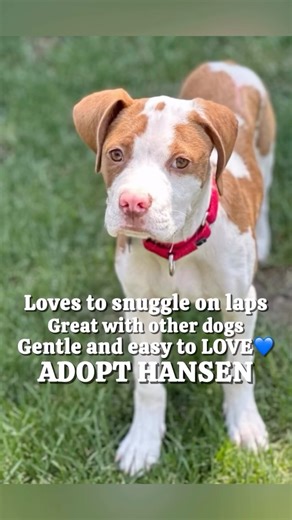 Meet Hansen 💙 — a 6-month-old Hound/Lab mix with the sweetest eyes and a heart full of love! This handsome boy loves snuggling on laps, playing with squeaky toys, and spending time with his favorite people and dog friends. 🐾 He’s great with kids, gets along wonderfully with other dogs, and is the perfect mix of playful and gentle. Hansen is ready to bring love, laughter, and snuggles to his forever family! 💙 💙 Learn more about adopting at HomeForGoodDogs.org #AdoptDontShop #HomeForGoodDogs #