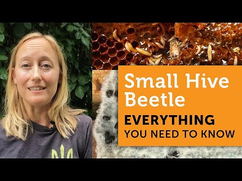WHAT You Need to Know About the SMALL HIVE BEETLE - How ID, Traps, Prevention, Slime Outs & MORE