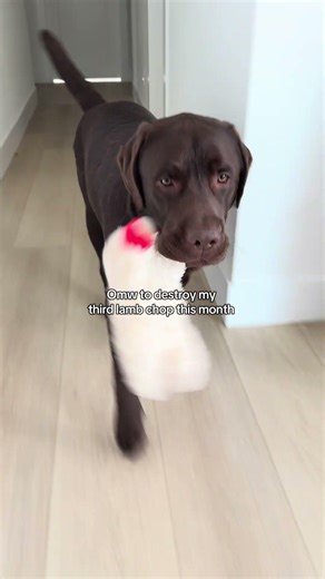 We’ve got a toy destroyer on our hands 🤣🤣 #puppy #retreiver #dog #labrador #dogtoys