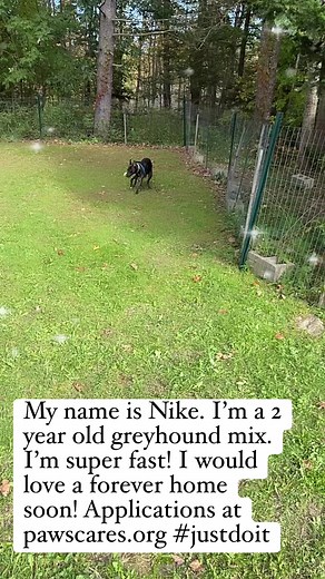 PAWS Animal Adoption Center on Reels