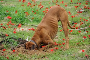 Gardening Basics: Keeping Neighborhood Pets Out of Planting Beds