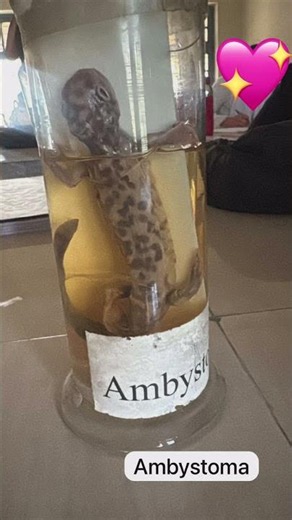 Ambystoma Preserved specimen of 🦎#Zoology #Ambystoma #Neoteny #Amphibia #BiologyPractical