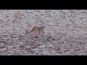 Snow Leopard Walking in the Snow | Hemis National Park, Ladakh