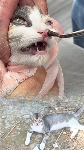 Cat treatment.#botfly