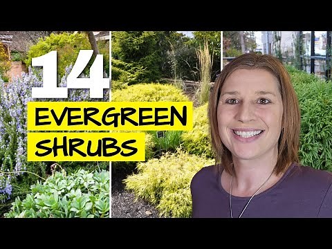 Best Evergreen Shrubs for Year-Round Interest
