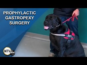 Pet Doc: Prophylactic Gastropexy Surgery