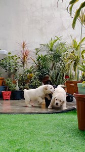 #👀 Playing Time 🥰 🥰 🥰 . . . . . . . . . . . . . . . #labrador #labradorretriever #labradors #labradorlove #labradorpuppy #labradorable #labradorworld #labradorofficial #puppy #puppylove #puppylife #puppyoftheday #puppyface #puppyplay #puppyplaytime #puppyplaying #puppyplaycommunity #puppyplaygear #doggy #doggystyle🐶 #doggydaycare #dog #dogoftheday #dogsofinstagram #doglover #dogs #doglife #mathias777dogs | Cutepuppy316