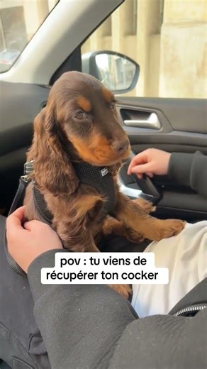 il est encore timide 🙈 #cockerspanielworld #puppy #pets