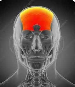 Function of Frontalis muscle