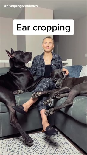 Great Dane Ear Cropping: Styles, Procedures, and Controversies