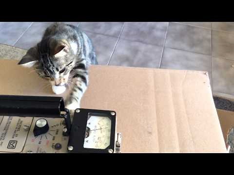 Chernobyl Micro cat, they do not grow and are highly radioactive.