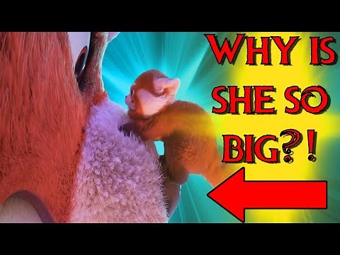 The Red Panda Blessing EXPLAINED! - A Turning Red Theory and Discussion!