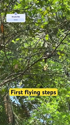 Baby Bird First Time Flying From Our Tree! 🌿