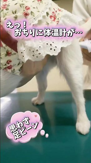 大丈夫？クラちゃんの異変に気づいて病院へ行くの巻 #dogs #犬のいる生活 #愛犬との暮らし #病院