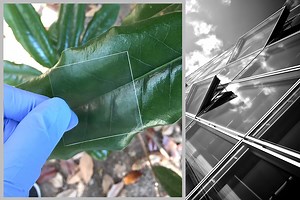 Glass Made of Wood Outperforms Traditional Glass In Nearly Every Way