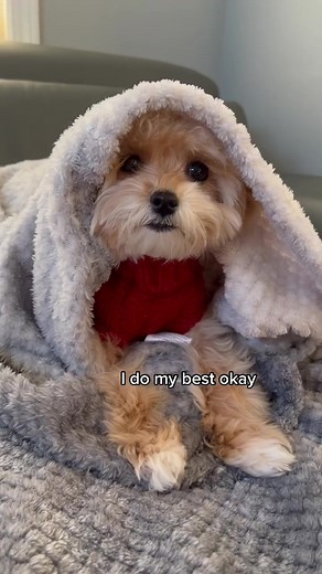 Adorable Maltipoo's Daily Life | Cute Dog TikToks