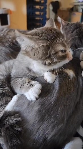 Kindness Matters #cat #dwarfcat #dwarfism #tinycat #cutecat #catvideos #kitten | Winkythedwarfcat