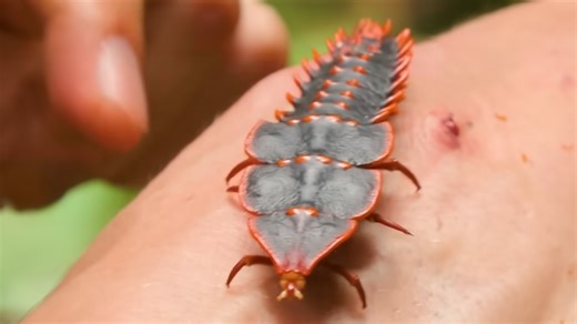 Unearthing a prehistoric insect