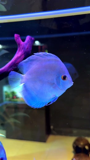 Exploring Discus Fish at a Tropical Fish Market