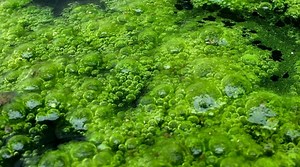 Real-Life Slime Attacks That Will Give You Nightmares - Grunge