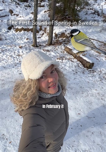In Sweden, we don’t wait for warm air to call it spring. We listen. 🐦 The Great Tit (Talgoxen) lives in Sweden all year round. Already in February, the males begin to sing to mark territory and attract mates 🌸 For us, that sound is one of the first real signs of spring. While many birds migrate south, the Great Tit stays here all winter. They survive by building fat reserves during the day, lowering their body temperature slightly at night to conserve energy, and sleeping in tree cavities prot