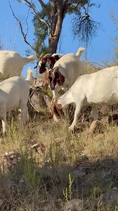 30K views · 1.3K reactions | Just taking life leisurely #goldngoats #boergoatstud #goatsnearme #boergoatsaustralia #boergoatbreed #goatfarming #lovegoats | Gold’n’Goats | Facebook