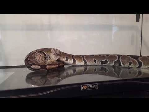 My ball python eating a quail chicken part 1