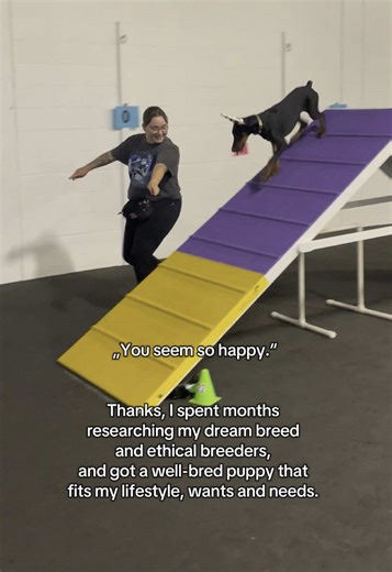 Finding the Perfect Doberman Puppy: A Guide