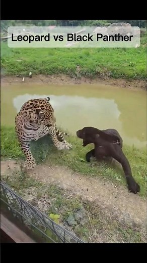 Leopard vs Black Panther Fight Caught on Camera!#leopard#blackpanther#wildlife#shorts