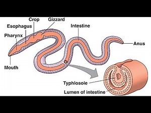 Part 2 || Digestive System of Earthworm || Detailed Study of Earthworm ||