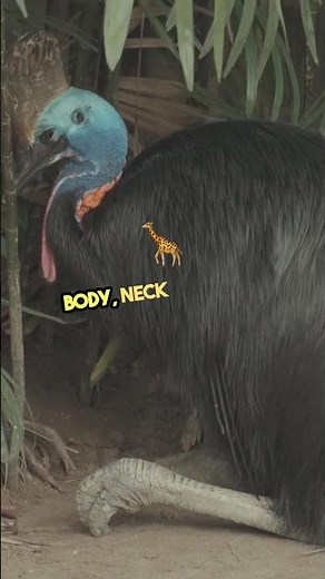 what the sign of cassowary attack?