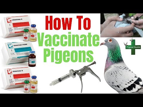 Pigeon Vaccination: How to Vaccinate Pigeons English Tipplers, Racing Pigeons, Show Pigeons Paramyxo