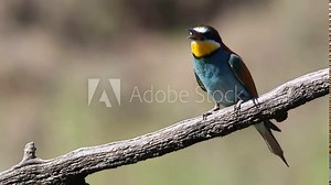 European bee-eater, merops apiaster. A bird sits on a branch with its beak open
