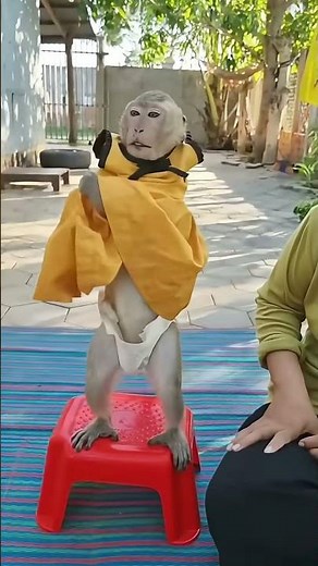 Princess Shally the monkey in a super beautiful dress #animal #monkey #shally #funny #yaya #cute