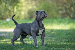 Old English Bulldogs May Save Bulldogs of the Future