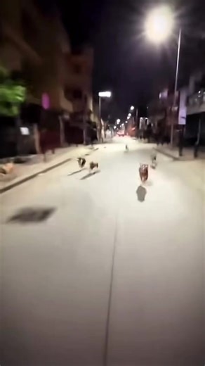 Chased By A Dog: A Dream Analysis
