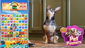143 reactions · 12 shares | Level up your day with this new Pet Powers video! We want to see how cute your pets are. Post a pic below  Play now: https://jamcity.me/CJPETSFB | Cookie Jam | Facebook
