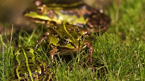 Three edible frogs (Pelophylax kl. esculentus) is a species of common European frog also known as the common water frog or green frog sitting on the shore of a ditch