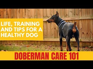 Doberman Care 101: Life, Training, and Tips for a Healthy Dog