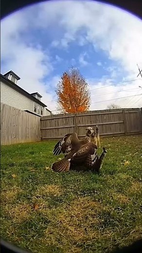 Hawk Grabs Cat On Doorbell Camera
