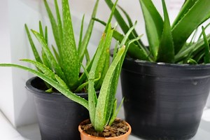 Why Does My Aloe Vera Plant Have Bugs ( How To Eliminate)