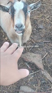 How do you call a Goat? what's your Goat Call?