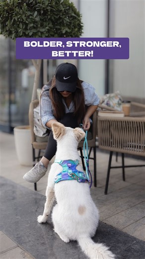 Dash Dog | 🚨Meet the collection that sets the pace. The new Dash Dog drop is here. 💜 Walk gear that’s tough, lightweight, and made to move.🐕‍🦺 Toys... | Instagram